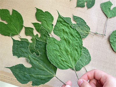 不變形、不變色構(gòu)葉 微波烘干的作用過程