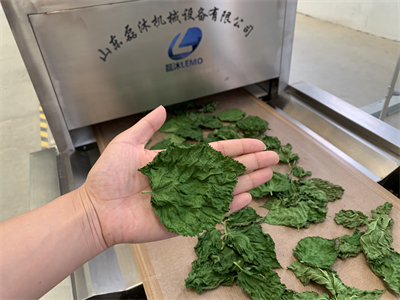 微波隧道爐烘干桑葉會(huì)有什么效果？