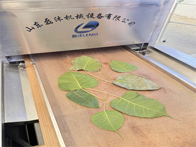 微波設(shè)備烘干后的菩提葉平整不卷邊，顏色依舊翠綠如初